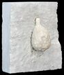 Cystoid (Holocystites) Fossil - Indiana #44611-2